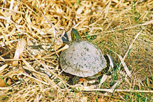 western painted turtle western painted turtle