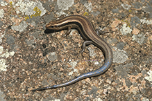 common five-lined skink