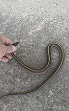 common garter snake