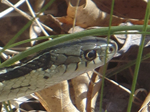 common garter snake