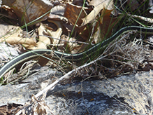 common garter snake