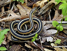 common garter snake