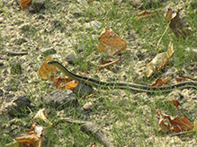 common garter snake