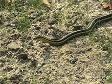 common garter snake