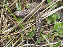 common garter snake