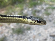 common garter snake