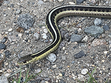 common garter snake