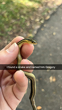 common garter snake