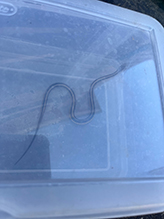 common garter snake