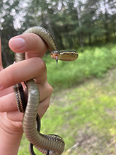 common garter snake