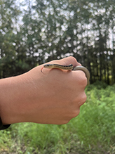 common garter snake
