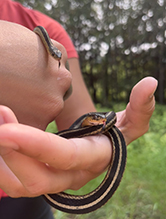 common garter snake