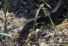 common garter snake
