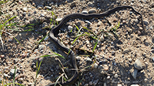 common garter snake