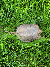 common snapping turtle