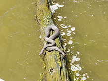 common watersnake