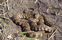 common watersnake