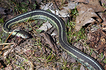 eastern garter snake