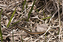 eastern garter snake