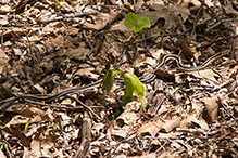 eastern garter snake