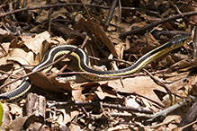 common garter snake