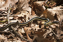 common garter snake