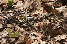 eastern garter snake