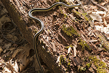 eastern garter snake