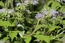 common garter snake