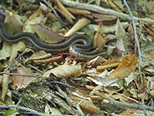 common garter snake