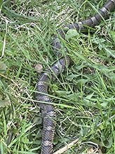 eastern milksnake