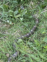 eastern milksnake