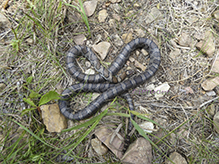 eastern milksnake