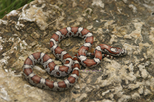 eastern milksnake