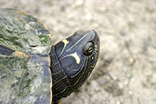 false map turtle