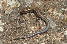 Five-lined Skink