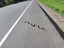 gopher snake