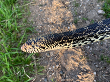 gopher snake