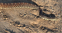 gopher snake