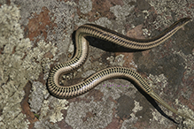 lined snake