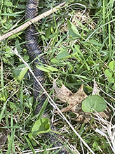milksnake