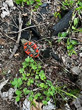 painted turtle