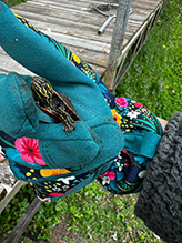 painted turtle