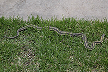 plains garter snake
