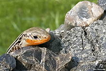 prairie skink