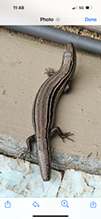 prairie skink