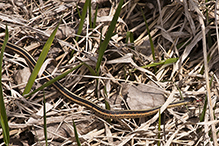 common garter snake