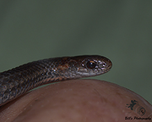 redbelly snake