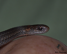 redbelly snake