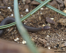 redbelly snake